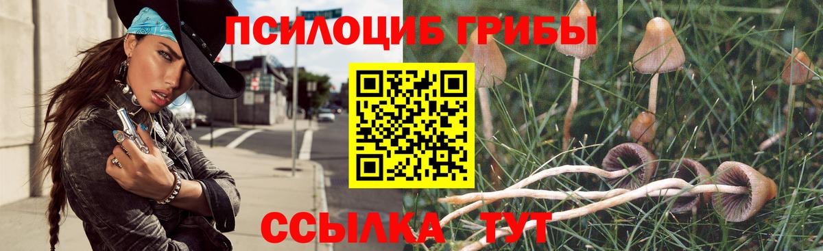 Псилоцибиновые грибы Cubensis Ефремов